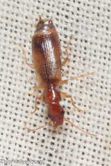 Paradromius