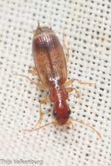 Paradromius