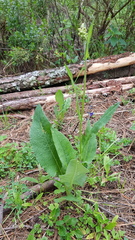 Senecio sennikovii