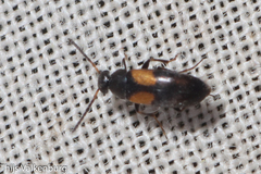 Anaspis fasciata