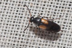 Anaspis fasciata
