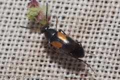 Anaspis fasciata