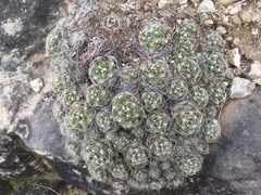 Escobaria missouriensis