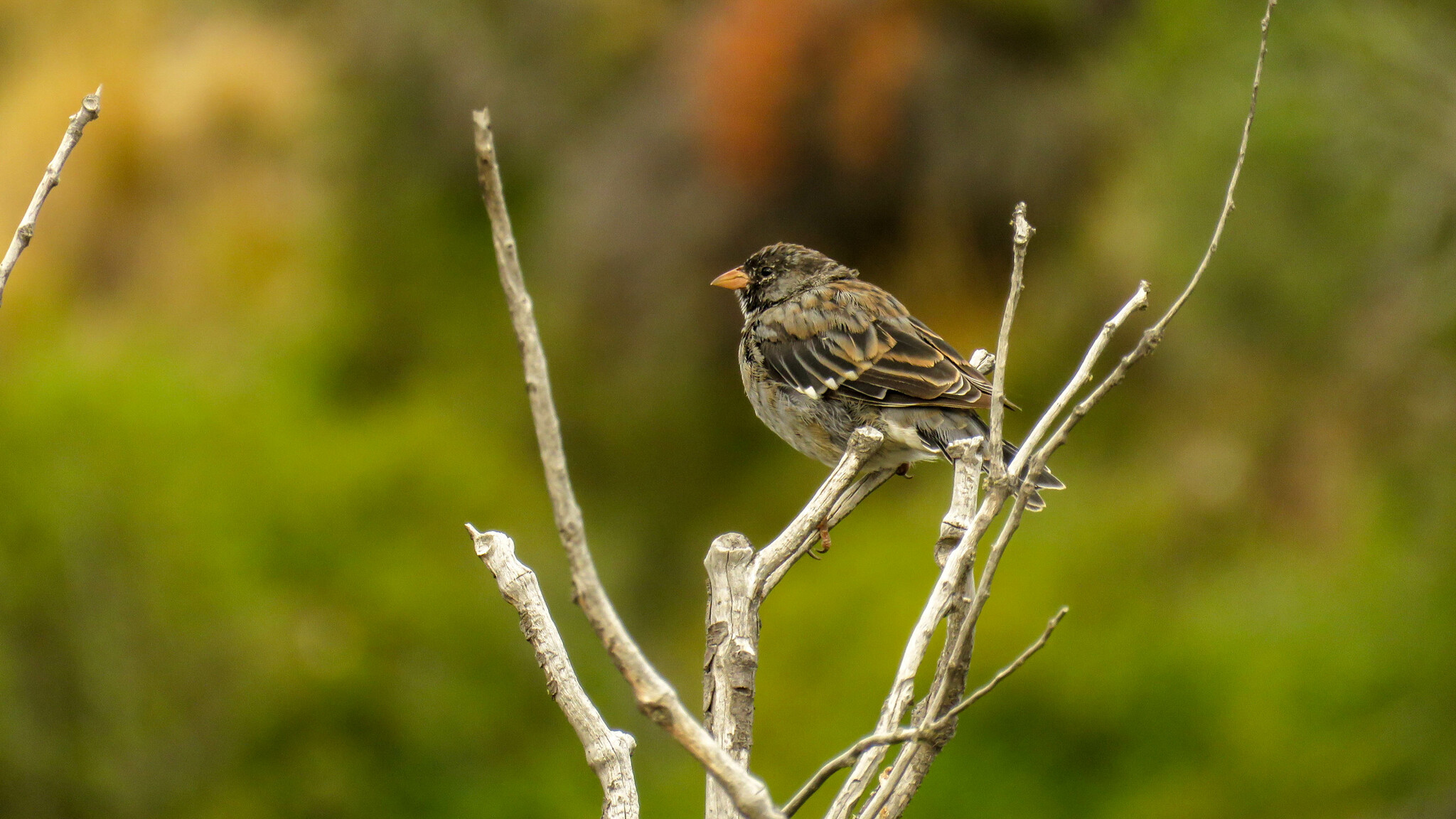 Mourning Sierra Finch illustration