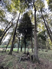 Aextoxicon punctatum