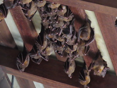 Cynopterus brachyotis