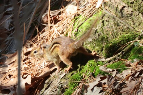 Eastern Chipmunk photographed in Mississippi