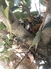 Sceloporus uniformis