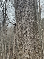 Liriodendron tulipifera