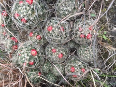 Escobaria missouriensis