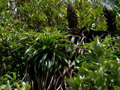 Dracophyllum elegantissimum