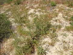 Eulobus californicus