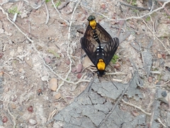 Chrysopilus thoracicus