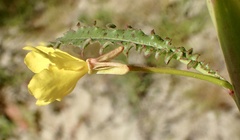 Eulobus californicus