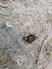 Chrysopilus thoracicus