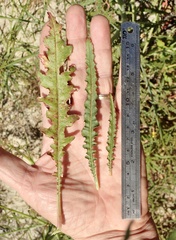 Eulobus californicus