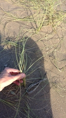 Panicum racemosum