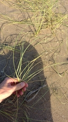 Panicum racemosum