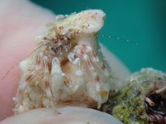 Pagurus brevidactylus