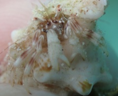 Pagurus brevidactylus