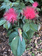 Calliandra tergemina