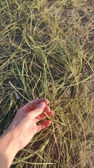 Panicum racemosum