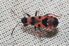 Horvathiolus guttatus