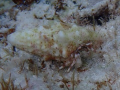 Pagurus brevidactylus