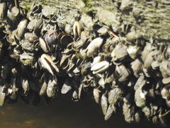 Mytilopsis leucophaeata