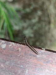 Helicorthomorpha holstii