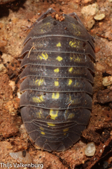 Armadillidium granulatum