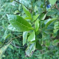 Hedycarya angustifolia
