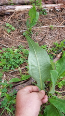 Senecio sennikovii