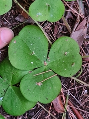 Oxalis bowiei