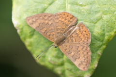 Emesis russula