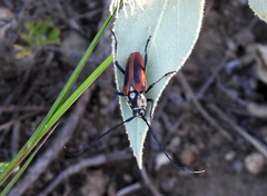 Basiptera castaneipennis