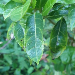 Hedycarya angustifolia