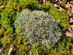 Cladonia rangiferina