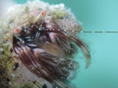 Pagurus brevidactylus