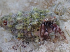 Pagurus brevidactylus