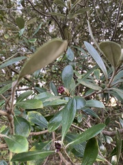 Pittosporum crassifolium
