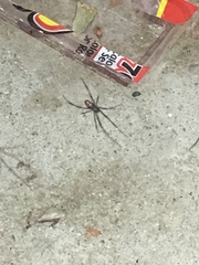 Latrodectus