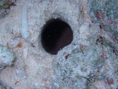 Axiopsis serratifrons