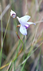Disa graminifolia
