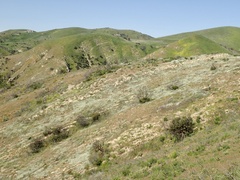 Cryptantha intermedia