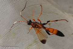 Ctenochares bicolorus