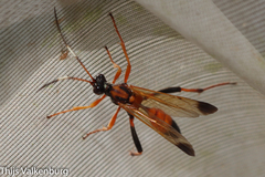 Ctenochares bicolorus