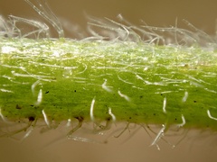 Cryptantha intermedia