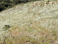 Cryptantha intermedia