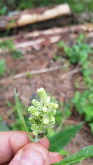 Senecio sennikovii